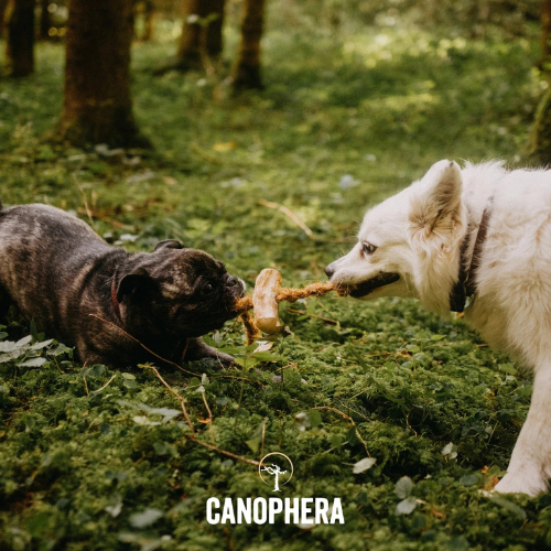 Canophera Coffee Wood & Coconut Rope Dog Chew