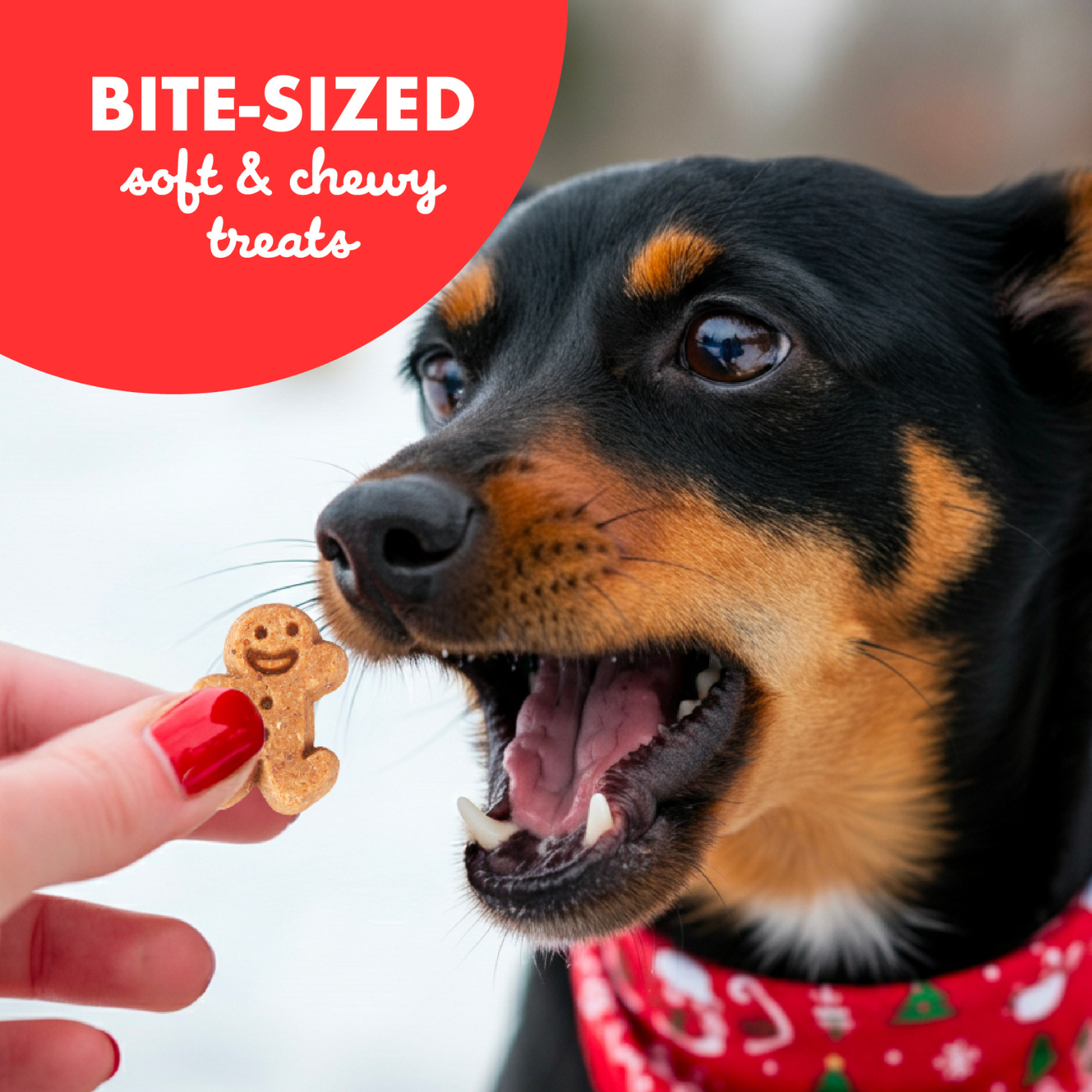 Cloud Star Buddy Biscuits Softies Soft & Chewy Dog Treats Gingerbread 6 oz