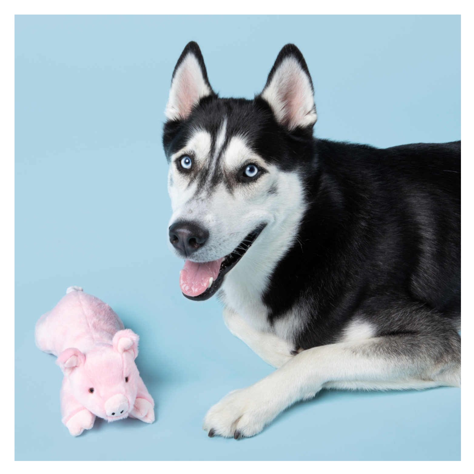 Black-and-white dog lying on a light blue background next to a pink plush pig toy, both facing the camera.
