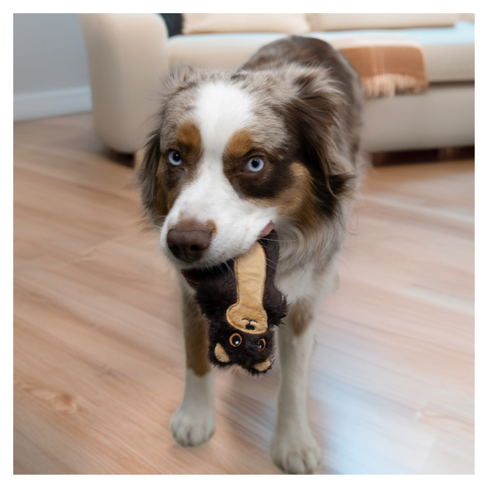 Medium-sized dog standing indoors on a wooden floor, holding the KONG Snuzzles Mini Otter dog toy gently in its mouth.