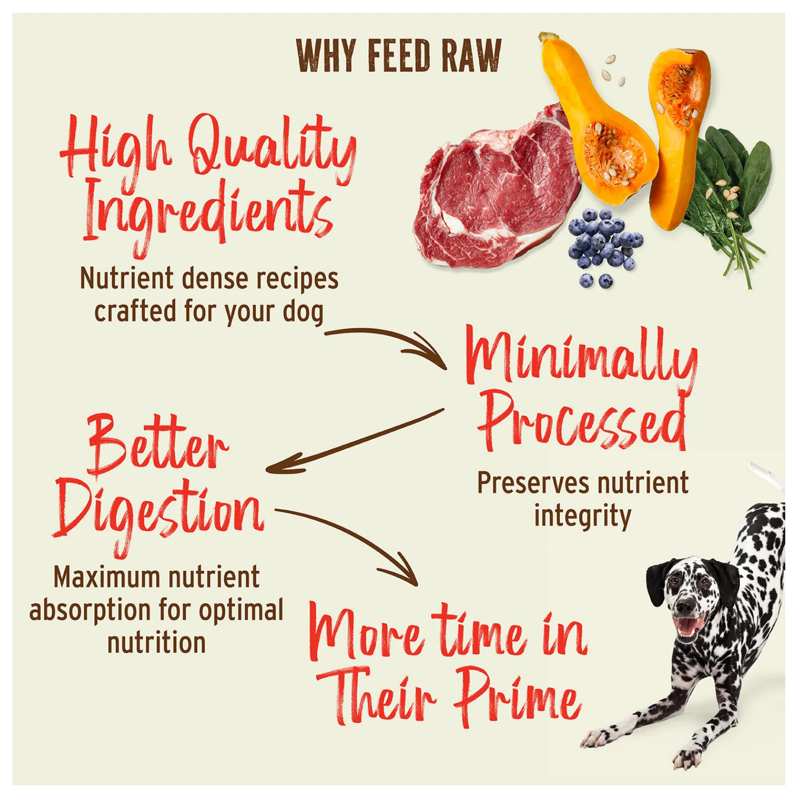 Infographic titled “Why Feed Raw” highlighting benefits such as high-quality ingredients, minimal processing, better digestion, and more time in their prime, with images of meat, vegetables, and a Dalmatian dog.
