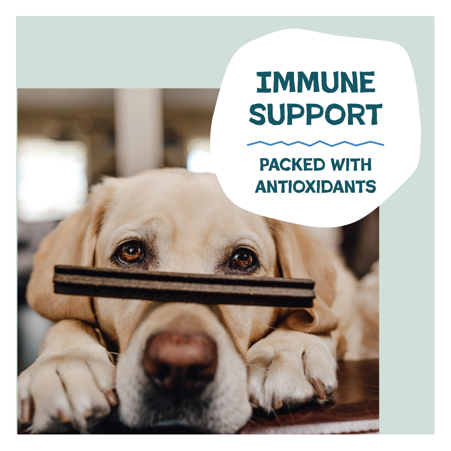 Close-up photo of a light-colored dog resting its chin on a surface while holding a dental stick in its mouth, with text stating “Immune Support packed with antioxidants.”