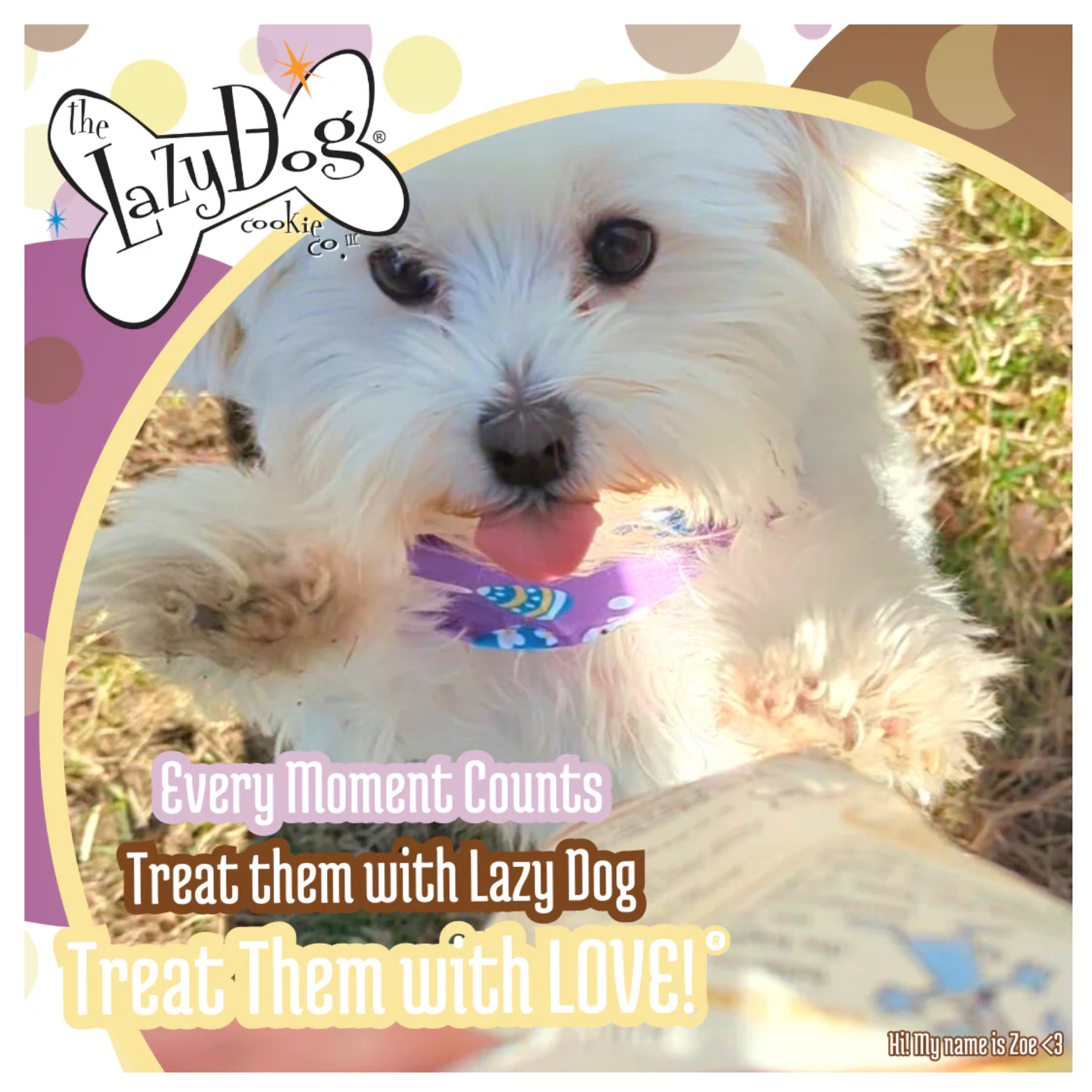 Photo of a small white dog outdoors wearing a colorful bandana, looking toward the camera with its tongue out, overlaid with text reading “Every Moment Counts. Treat them with Lazy Dog. Treat Them with LOVE!”
