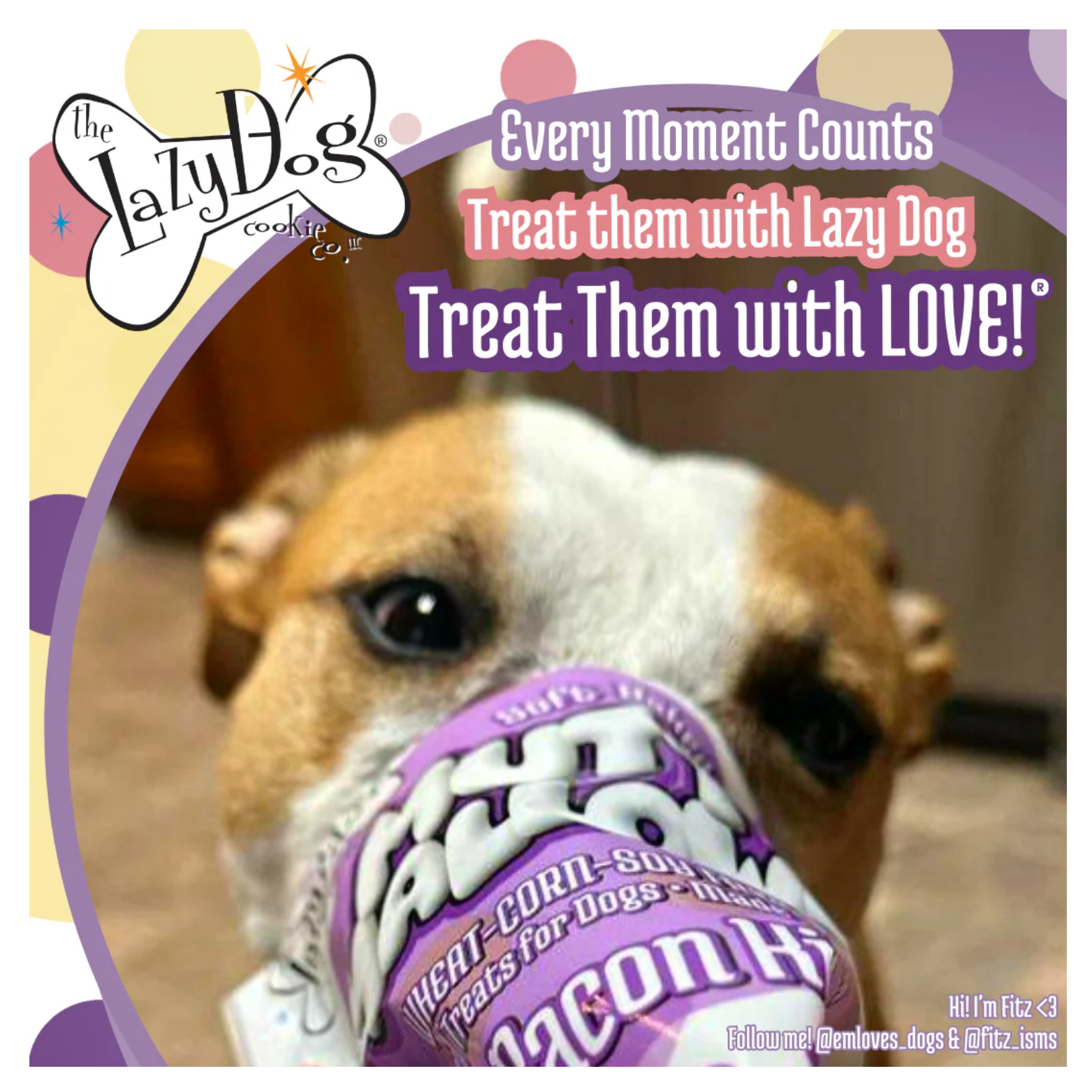 Close-up photo of a dog holding a purple Maple Bacon Kissies Mutt Mallows bag in its mouth, with branding text reading “Every Moment Counts—Treat them with Lazy Dog, Treat Them with LOVE!”