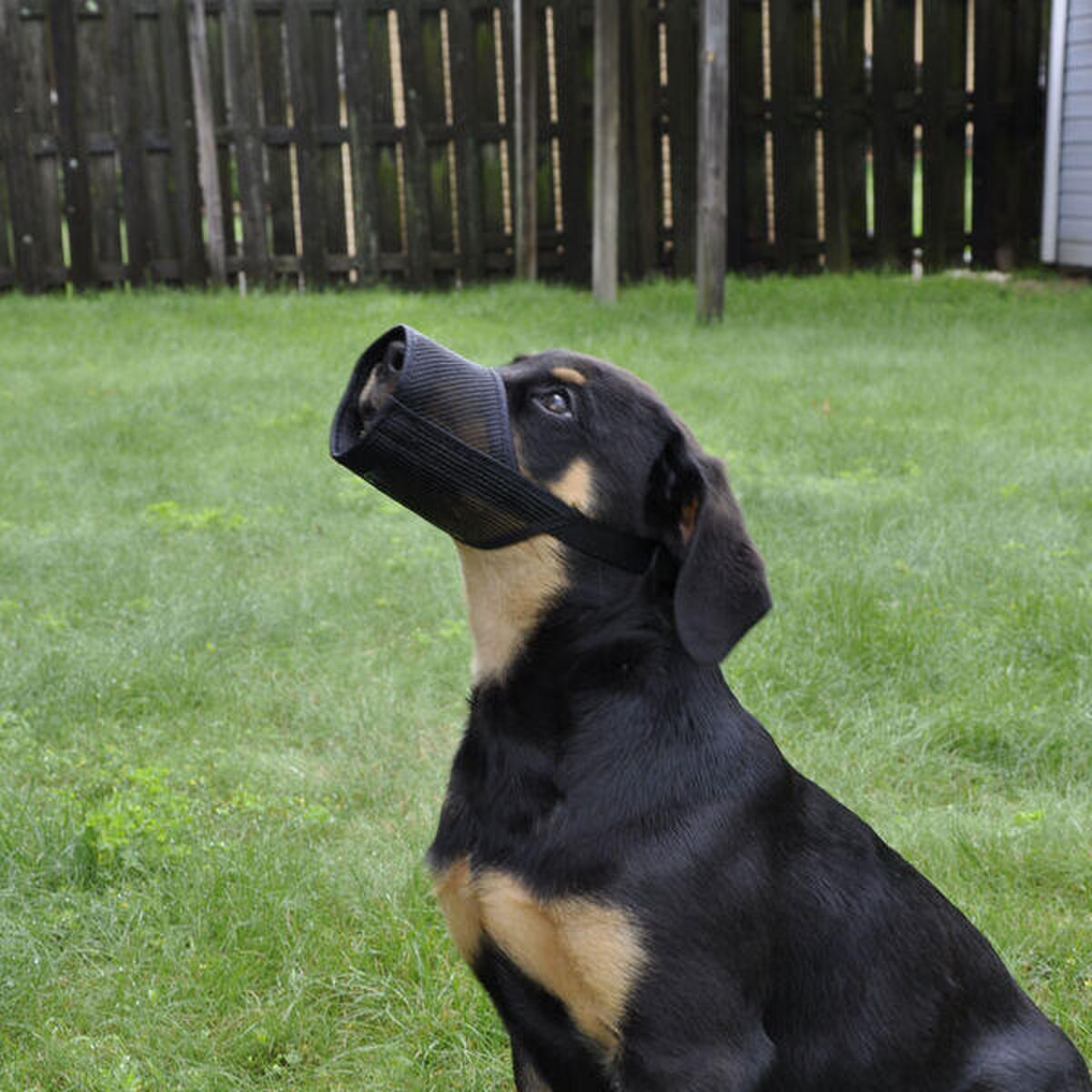 Best Fit Adjustable Mesh Dog Muzzle, Black