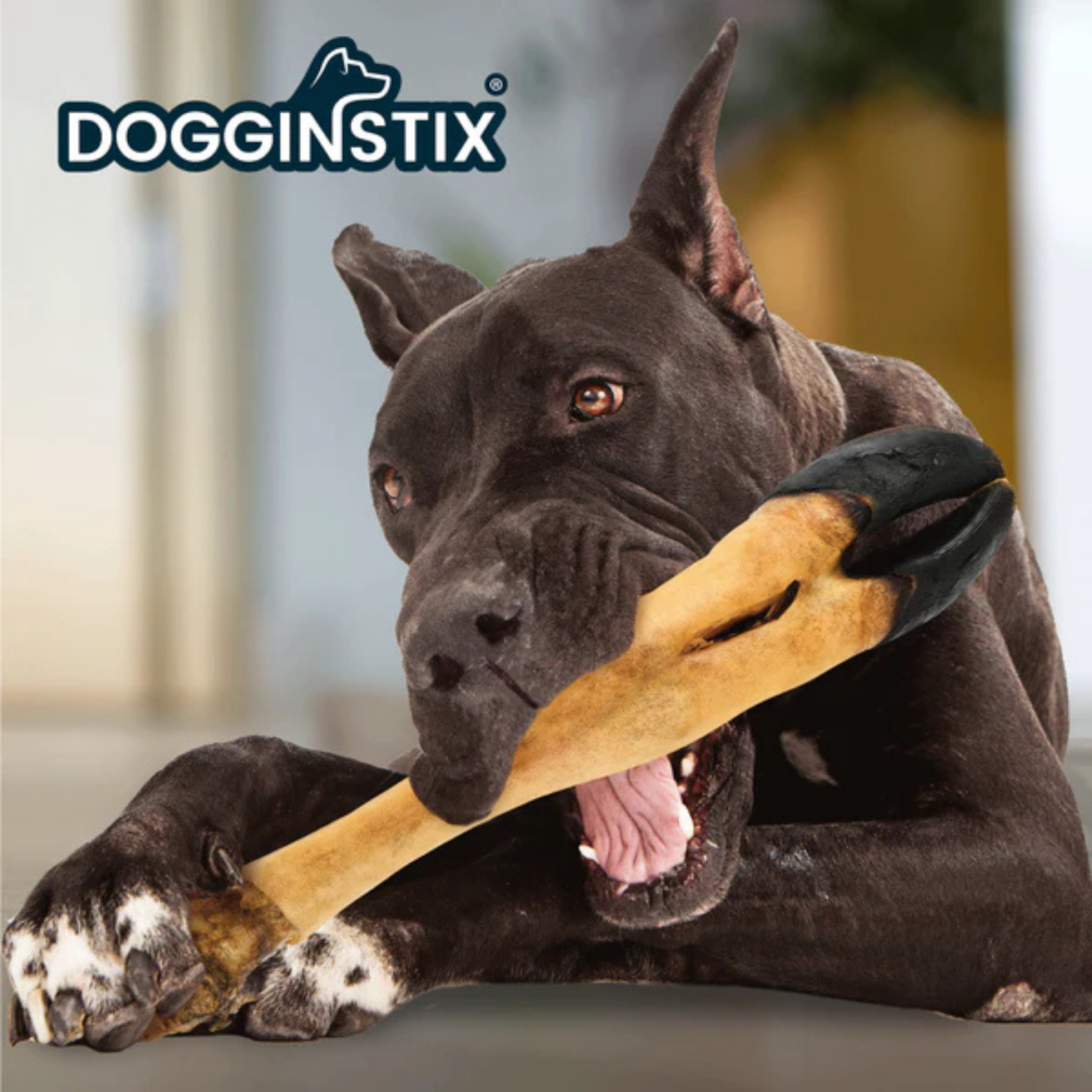 Black dog lying indoors while chewing on a large Dogginstix beef foot chew, holding the treat between its front paws.