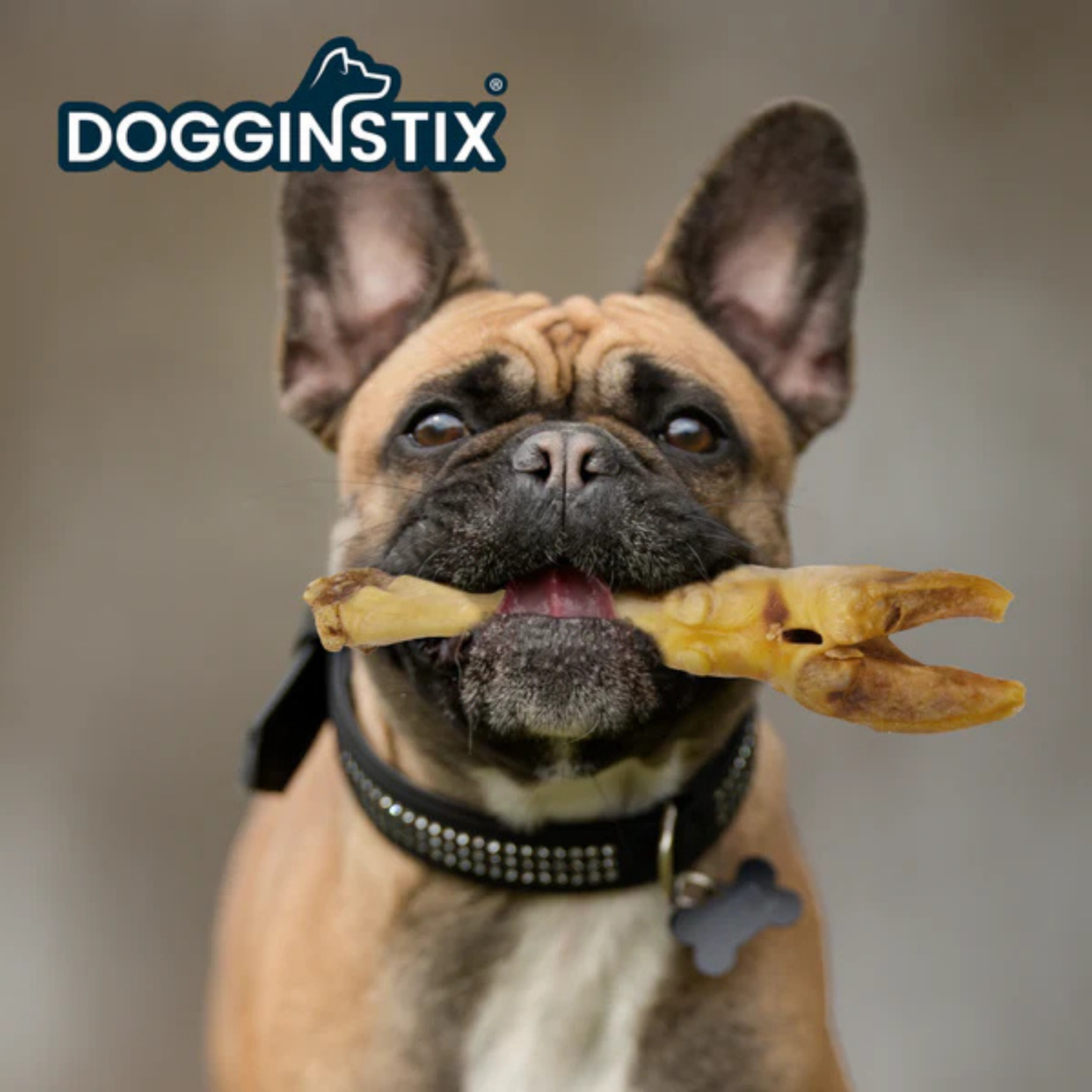 French bulldog wearing a black collar holding a Dogginstix lamb foot chew horizontally in its mouth, facing the camera against a neutral indoor background.