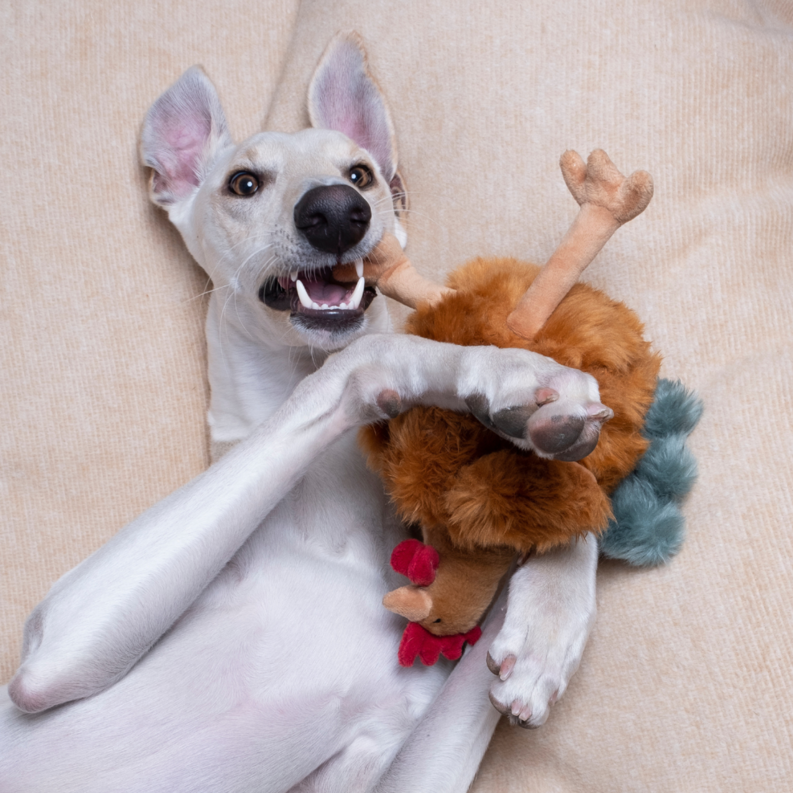 White dog playing with a Fluff & Tuff plush toy on a beige surface