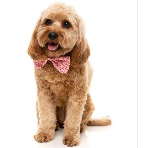 FuzzYard Candy Cane Pink Bowtie for Dogs & Cats