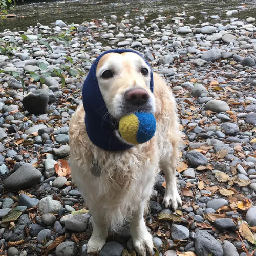 Happy Hoodie Calming Cap for Dogs