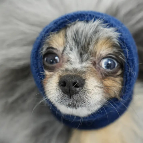 Happy Hoodie Calming Cap for Dogs