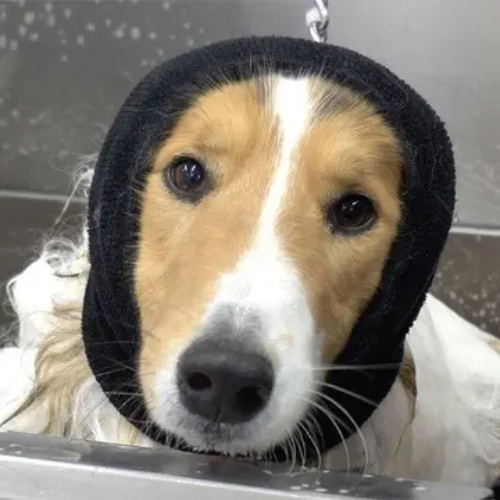 Happy Hoodie Calming Cap for Dogs