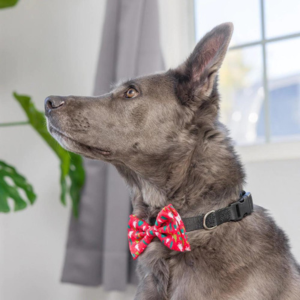 Huxley & Kent Christmas Trees Bow Tie For Dogs & Cats - Mutts & Co.