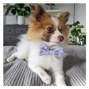 Huxley & Kent Funny Bunny Bow Tie For Dogs & Cats