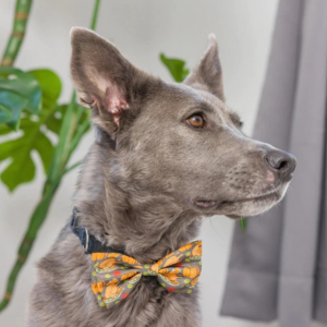 Huxley & Kent Turkey Dinner Bow Tie for Dogs & Cats - Mutts & Co.