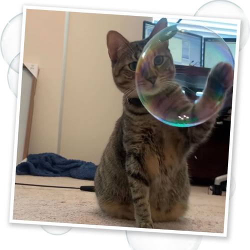 Meowijuana Catnip Bubbles with Honeysuckle- 5 oz