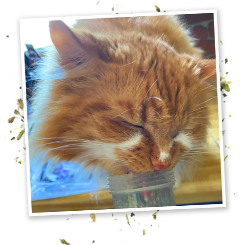 Meowijuana Kalico Kush Catnip & Valerian Root Blend