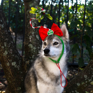 Midlee Designs Kiss Me Under The Mistletoe Headband Dog Costume - Mutts & Co.