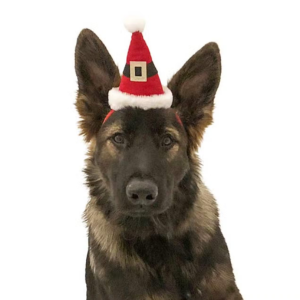 Midlee Designs Santa Hat for Large Dogs Dog Costume - Mutts & Co.