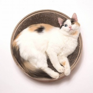 Necoichi Cozy Cat Scratcher Bowl, Oak - Mutts & Co.