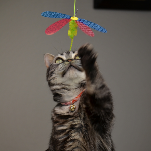 Necoichi Crinkly Critters Fancy Flutterfly Adjustable Cat Wand - Mutts & Co.