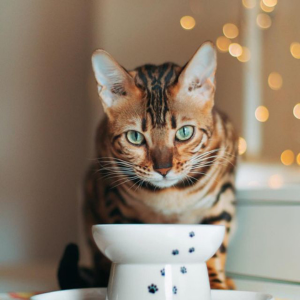 Necoichi Raised Cat Food Bowl - Mutts & Co.