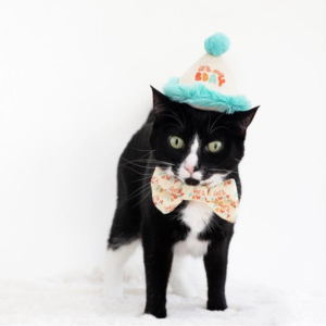 Pearhead Happy Purrday Cat Hat and Bowtie Set - Mutts & Co.
