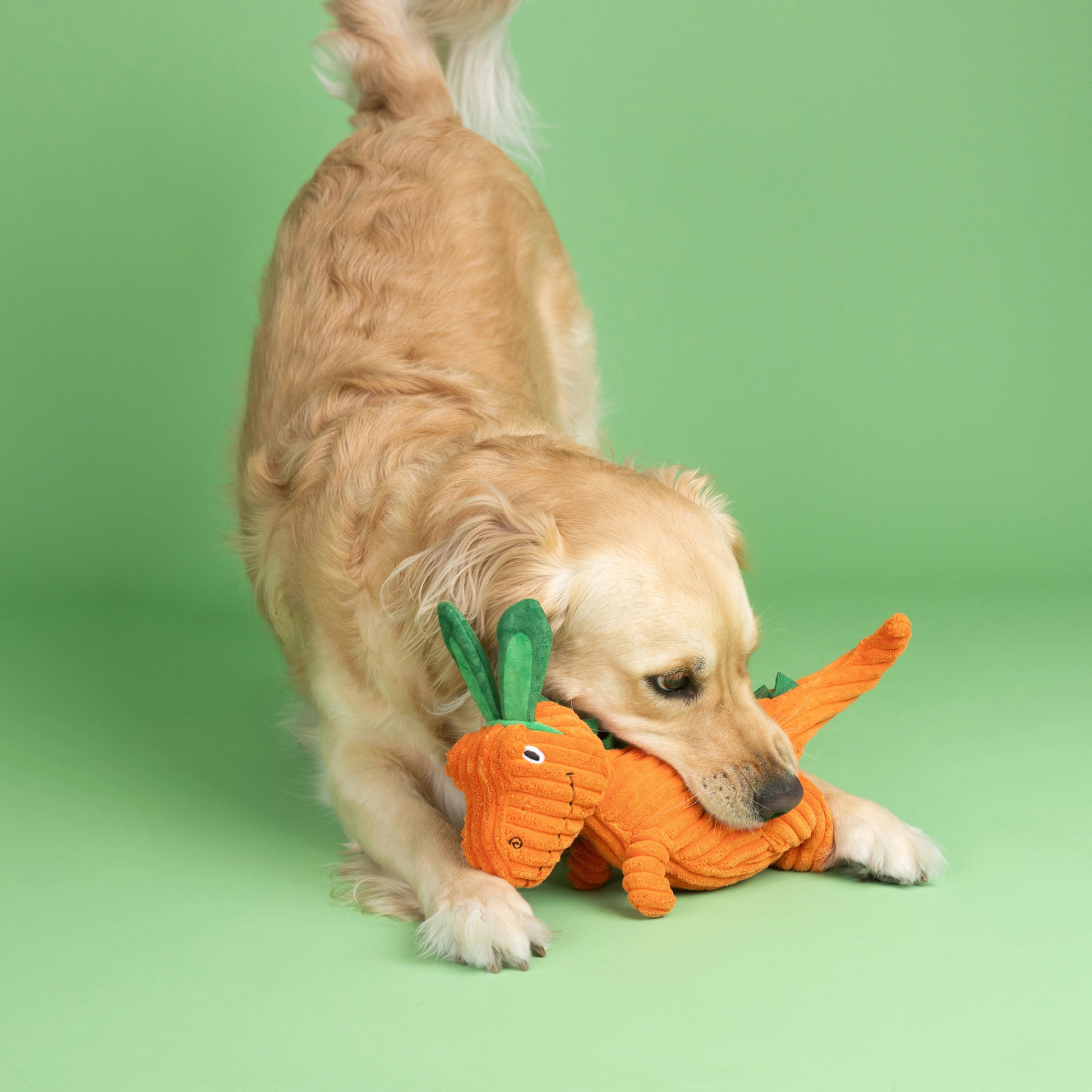 Dog playing with a carrot-shaped toy on a green background