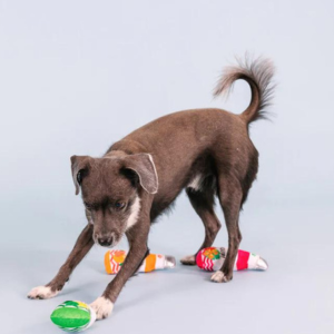 Pet Shop by Fringe Studio From The Cooler 3 Piece Set Small Dog Toy - Mutts & Co.