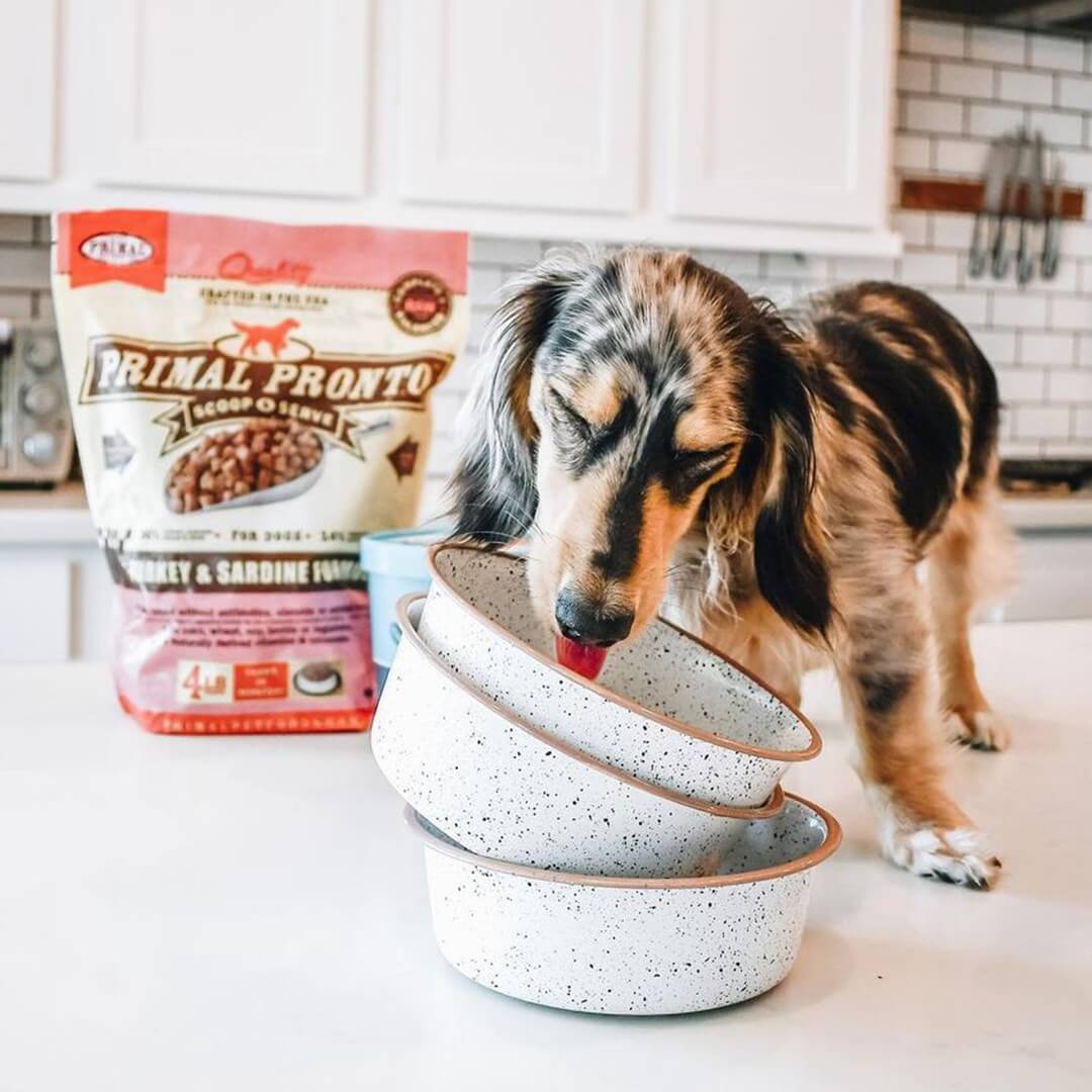 Puppy licking a bowl while featuring Primal dog food