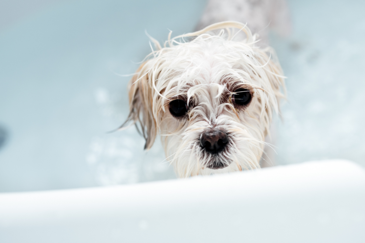 Self Serve Dog Wash Columbus Ohio Mutts Co Pet Supplies