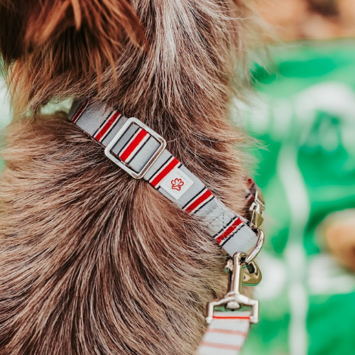 Top Rocks Helmet Stripe Pet Collar