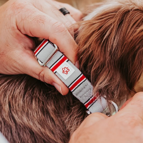 Top Rocks Helmet Stripe Pet Collar