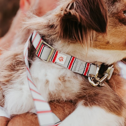 Top Rocks Helmet Stripe Pet Collar