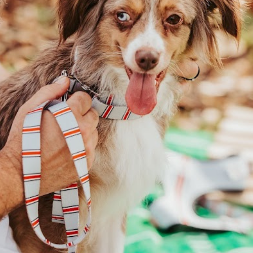 Top Rocks Helmet Stripe Pet Leash