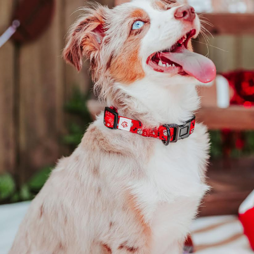 Top Rocks Red Brutus With Paws & Bones Pet Collar