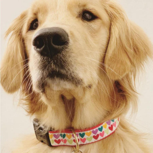 Up Country Pop Hearts Dog Collar - Mutts & Co.