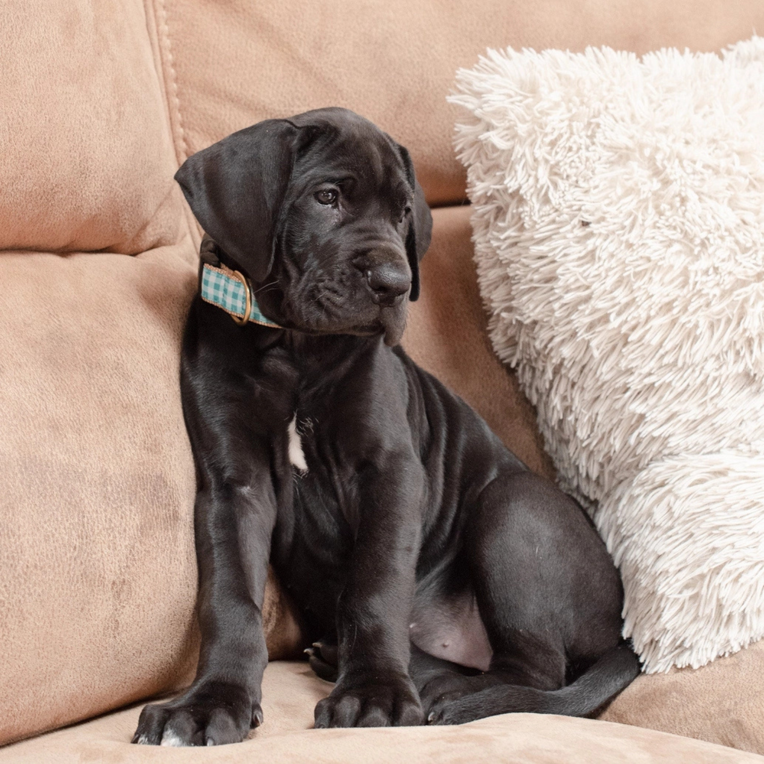 Up Country Turquoise Gingham Dog Collar