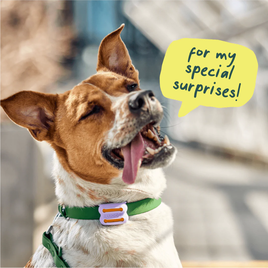 Dog with a green collar and a yellow speech bubble saying 'for my special surprises!'