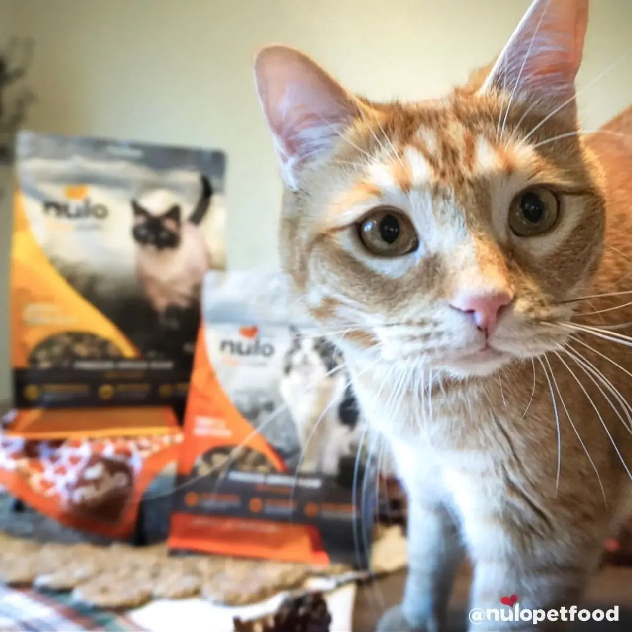 Cat supplies near me sale