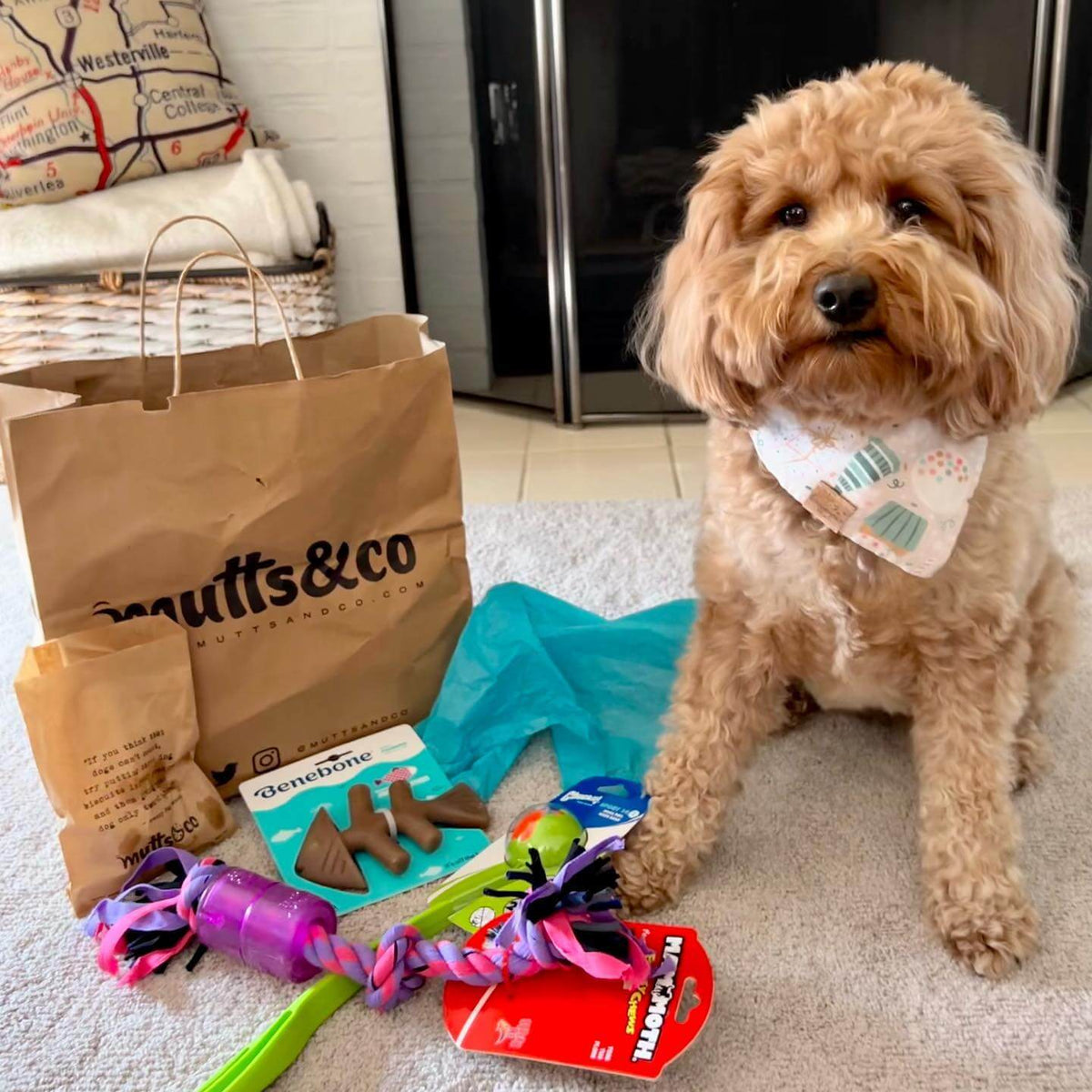 Dog Supplies Columbus Ohio Mutts & Co Pet Supply