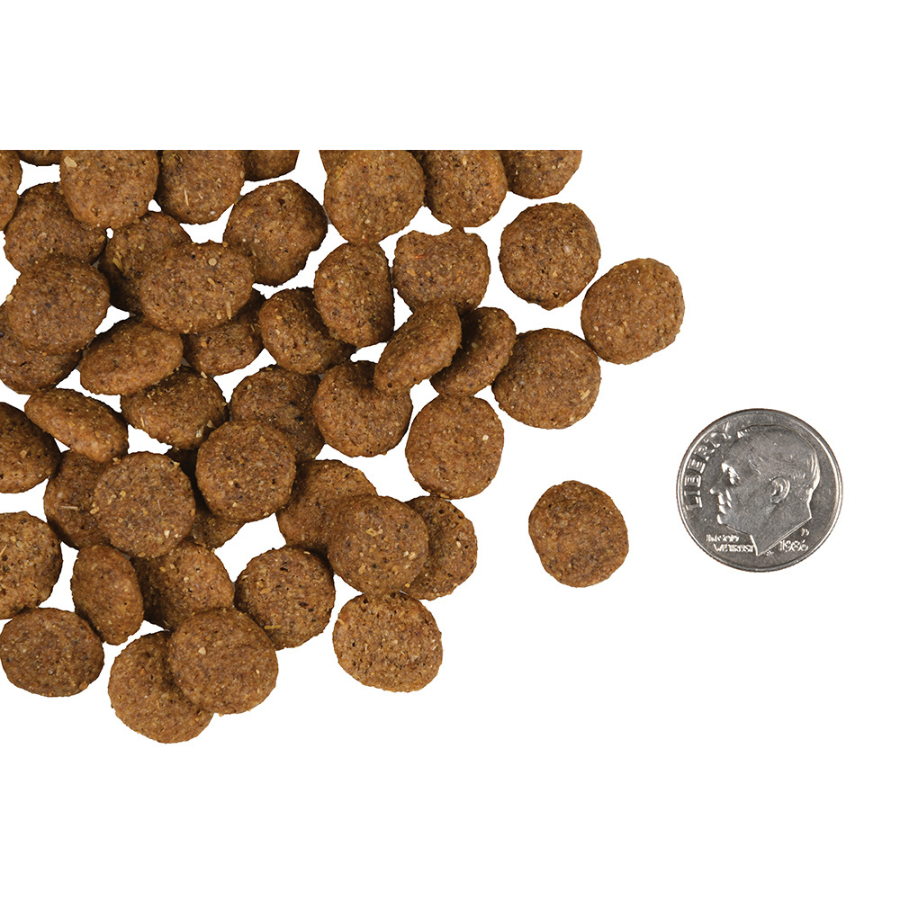 Fromm gold sales senior dog food