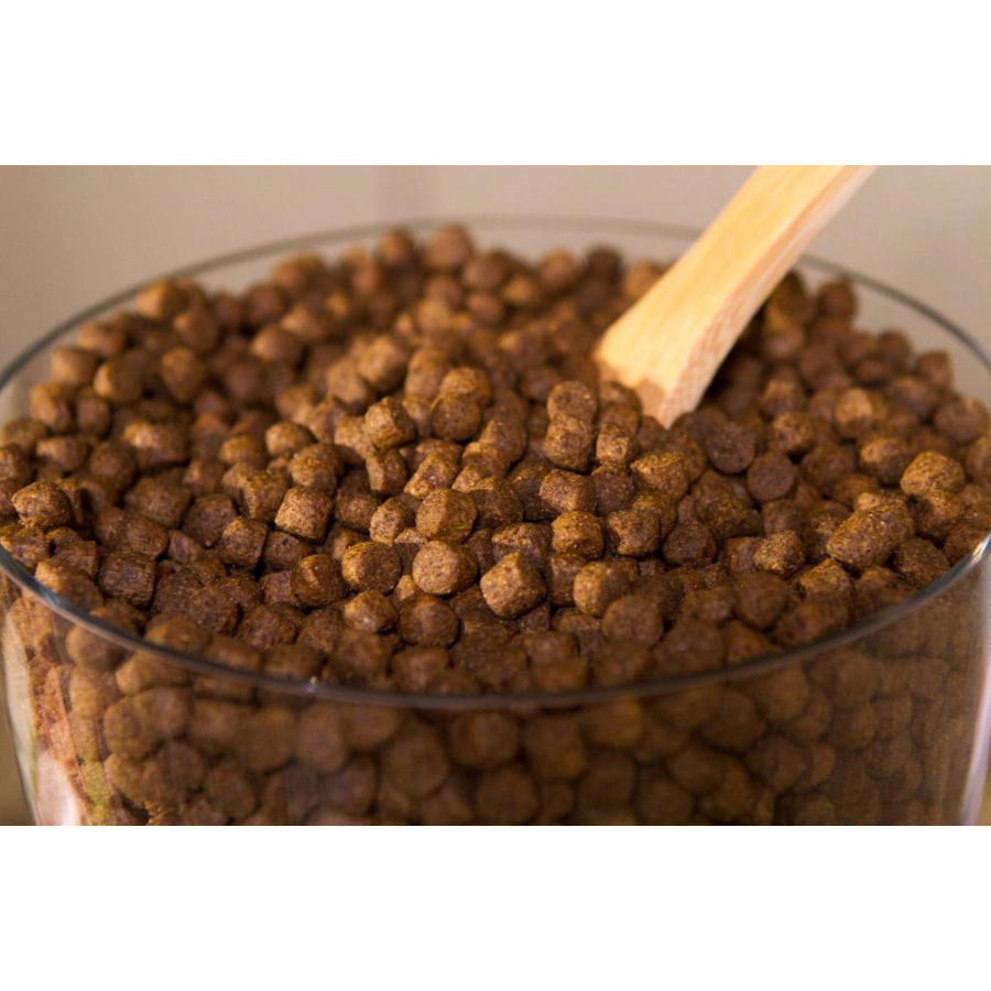 The best grain free dog food hot sale