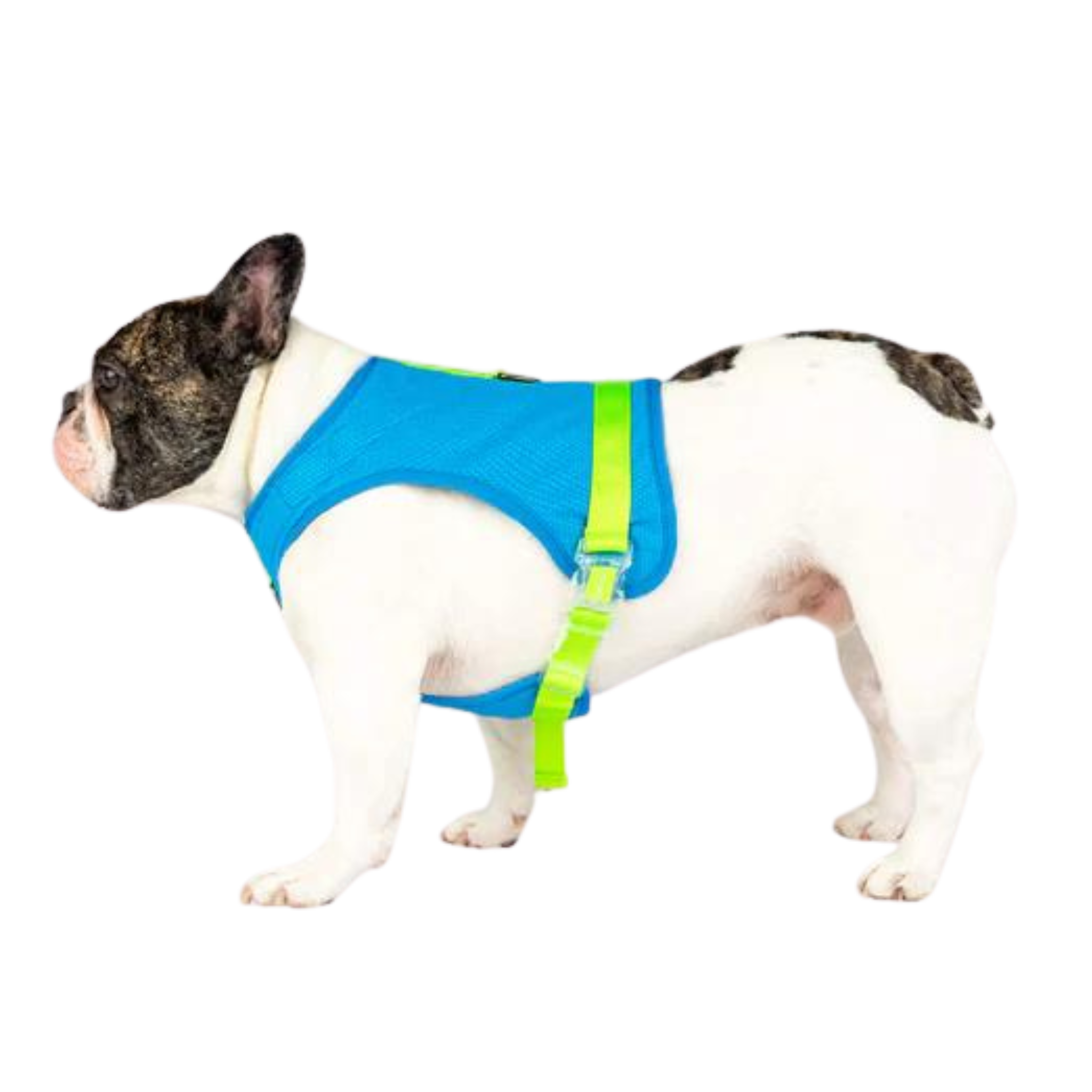 Canada Pooch Chill Seeker Cooling Dog Harness Blue