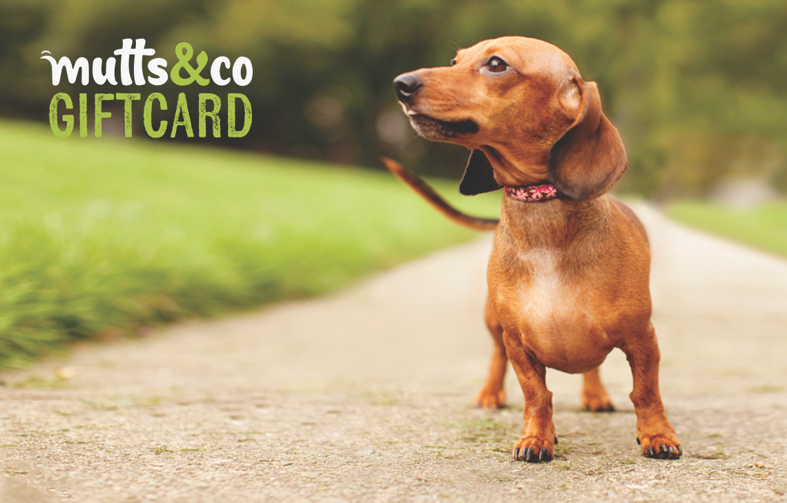 Mutts & Co. Doxie eGift Card - Mutts & Co.