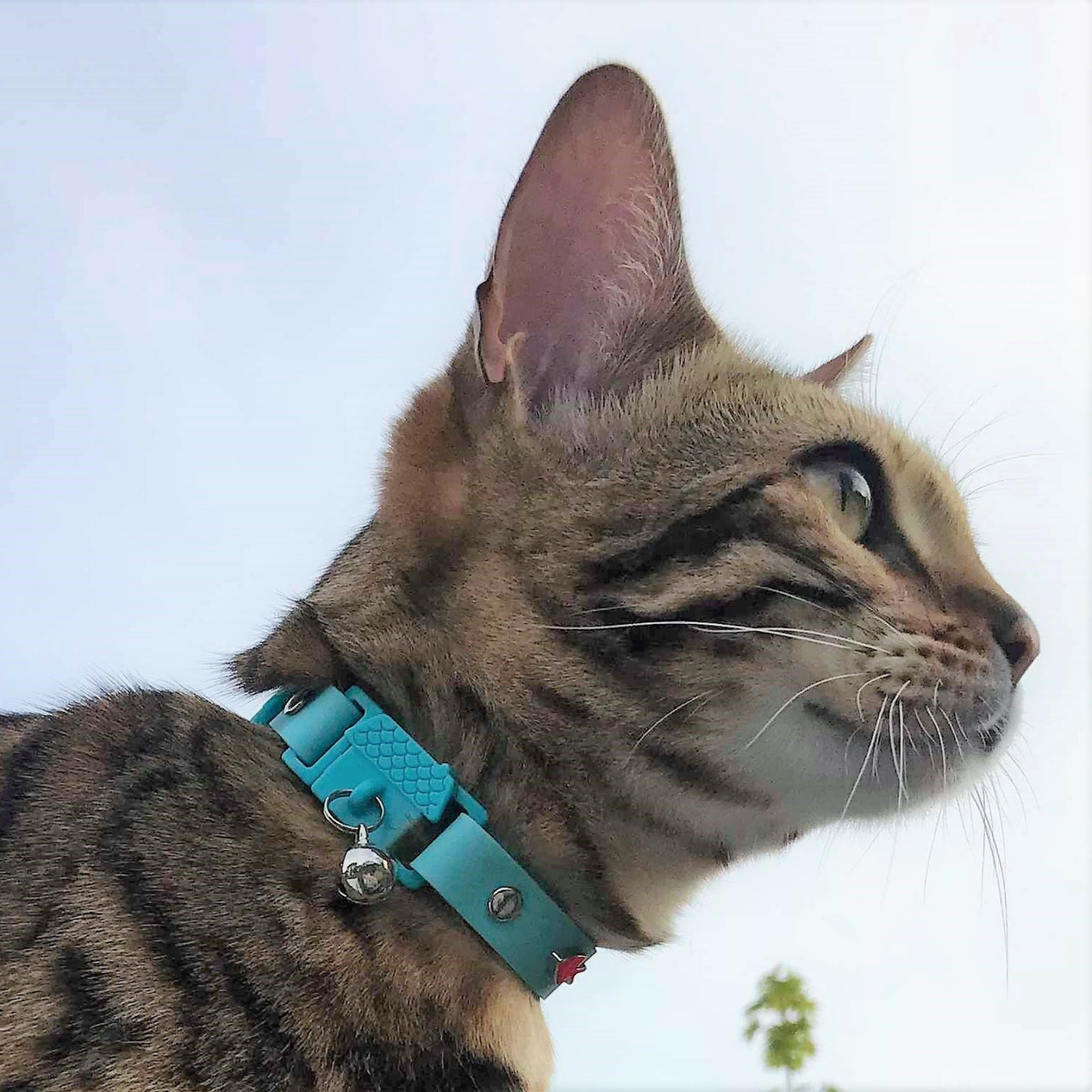 Kittyrama Vet & Cat Expert Approved Cat Collar Aqua - Mutts & Co.
