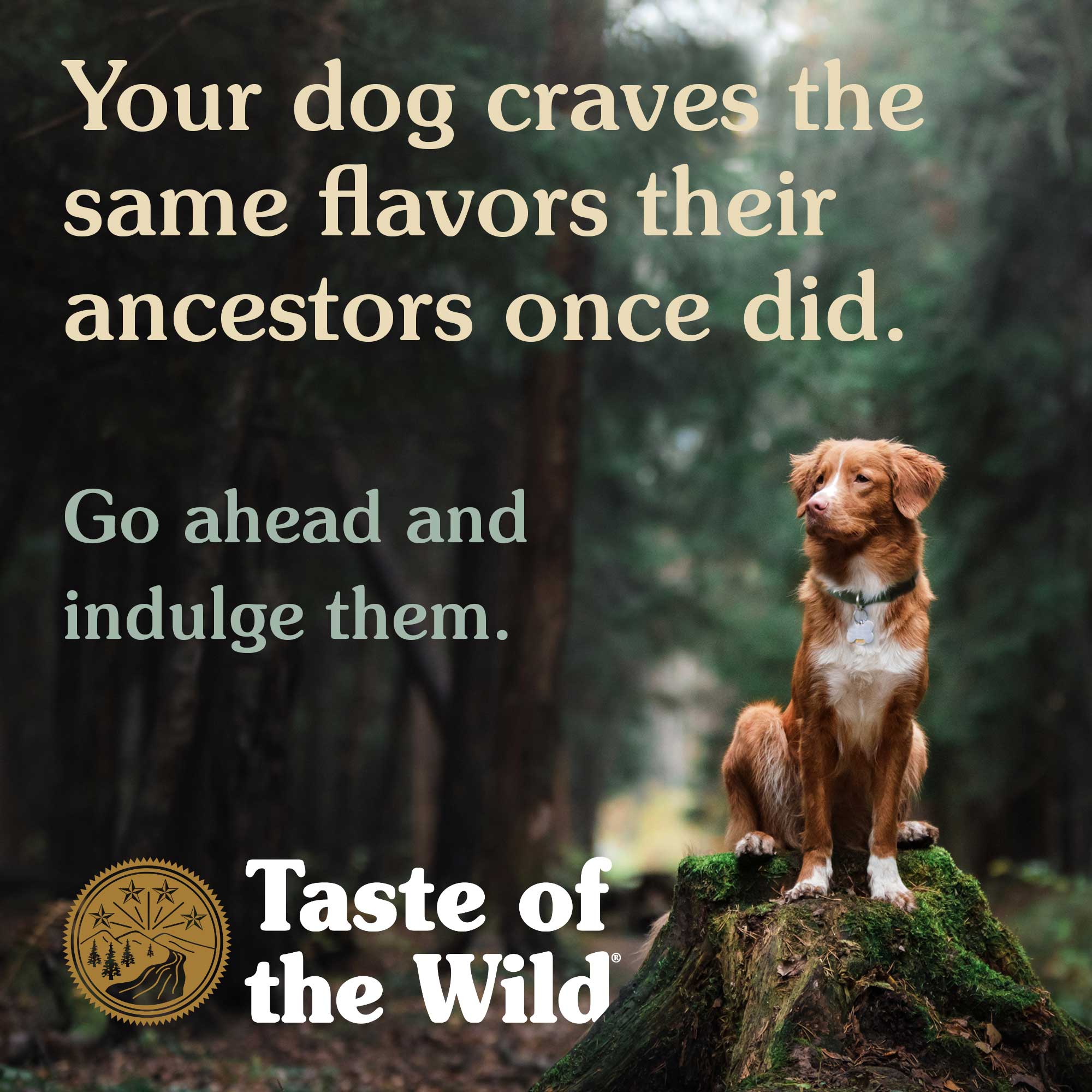 Taste of wild senior dog outlet food